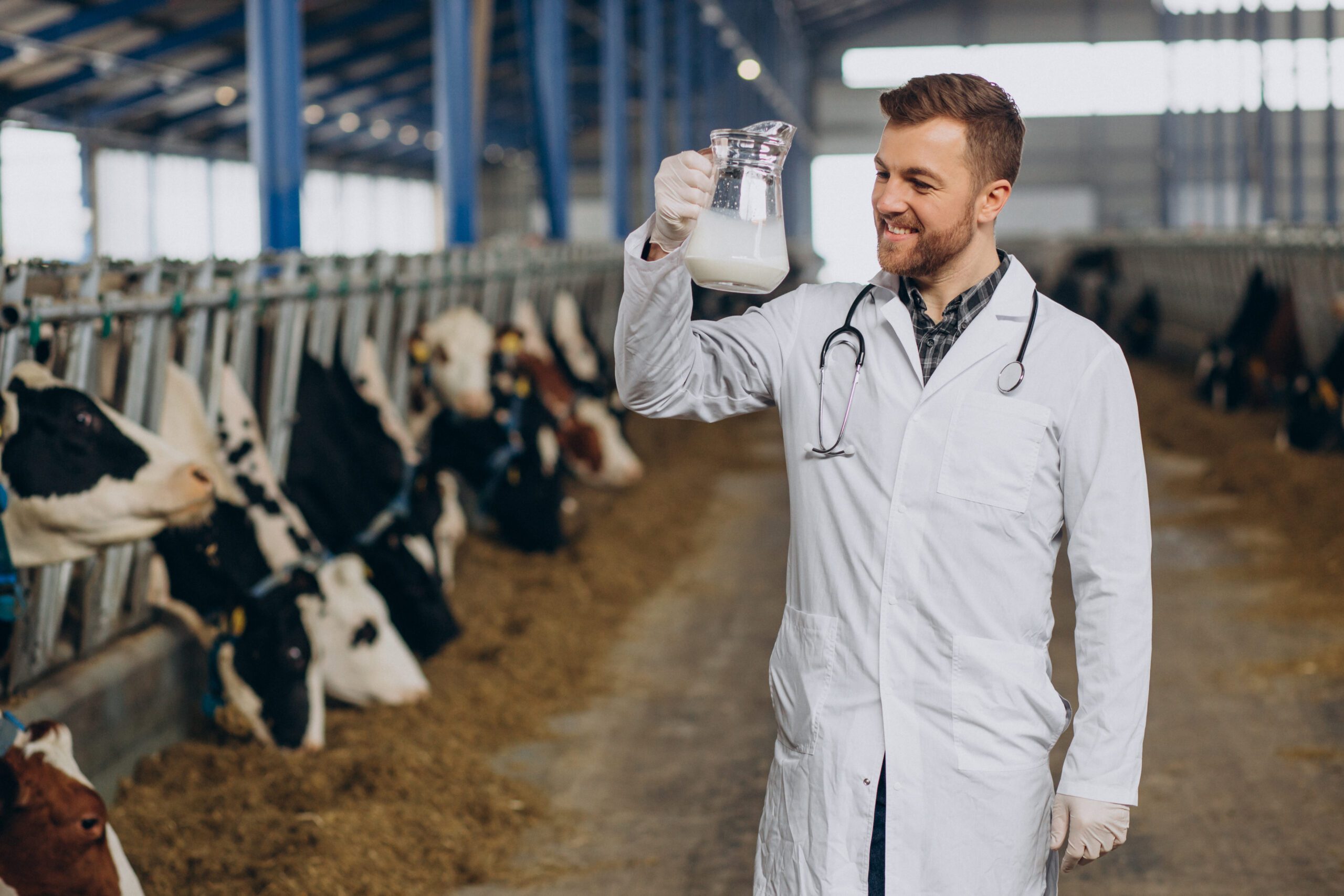 Veterinary at cowshed with jug of milk